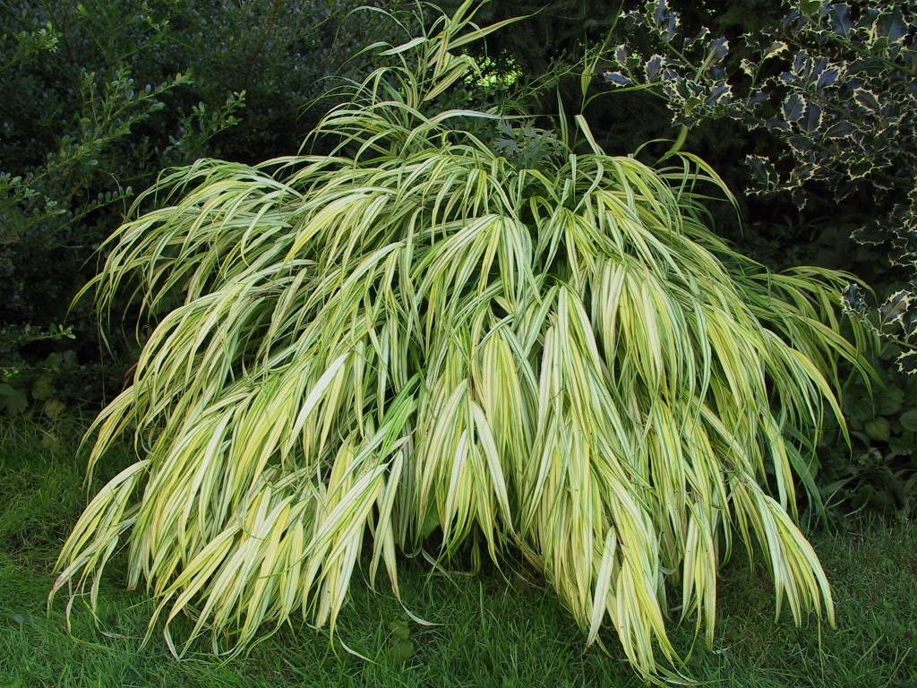 Hakonechloa macra Aureola 05.jpg